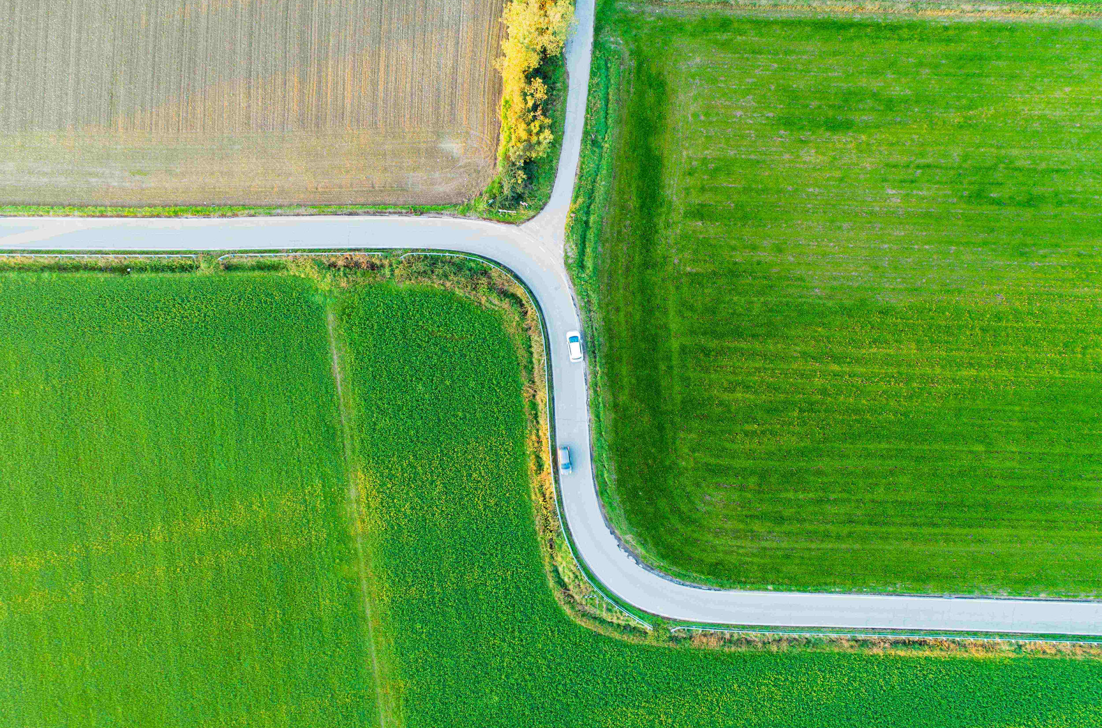 Curves road in fields